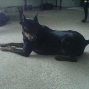 Meet your Posher, Jesse